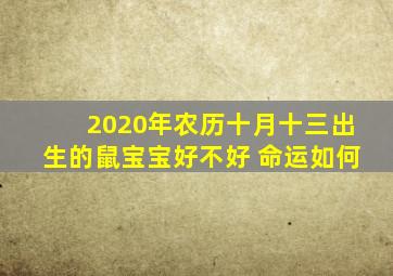 2020年农历十月十三出生的鼠宝宝好不好 命运如何